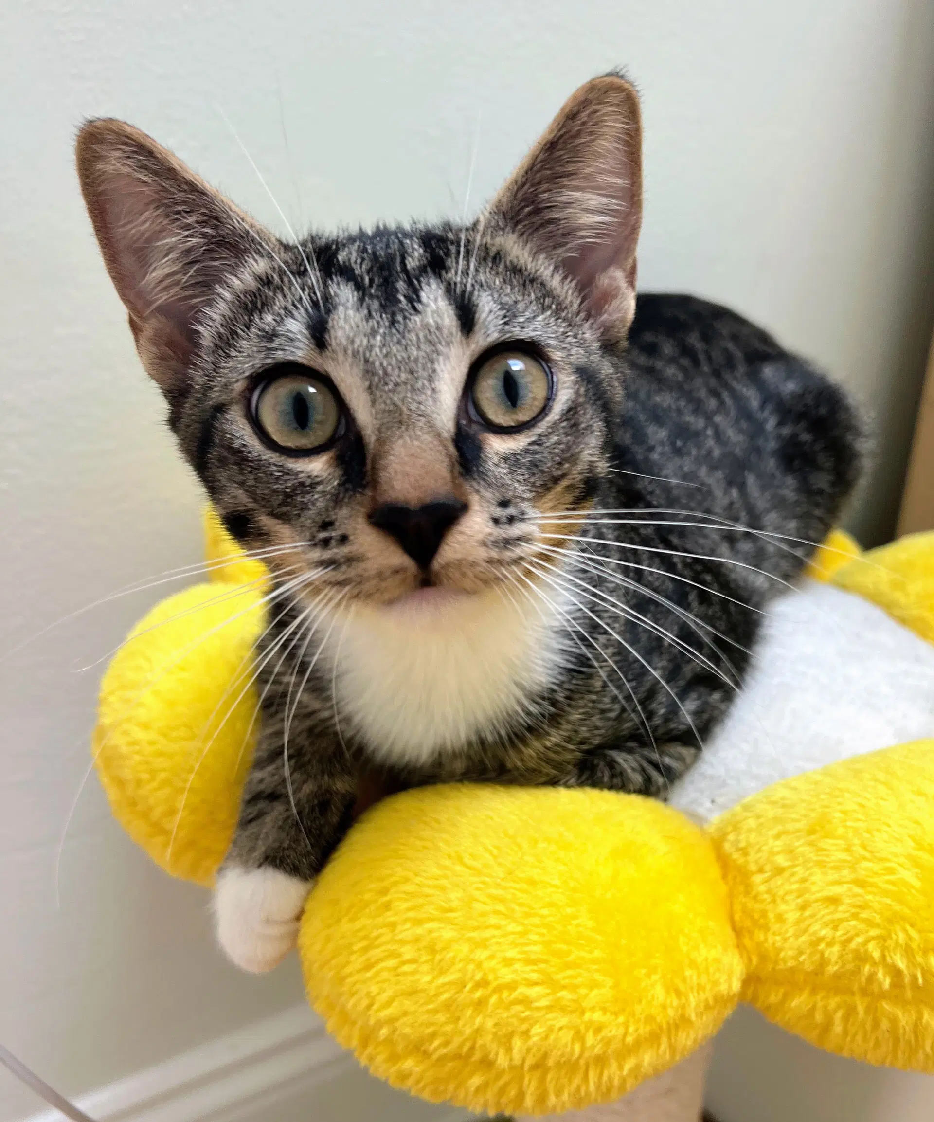 Dewey - Domestic Short Hair