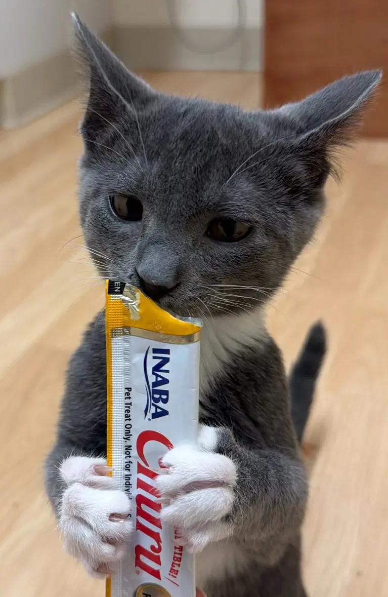 Donkey - Domestic Short Hair
