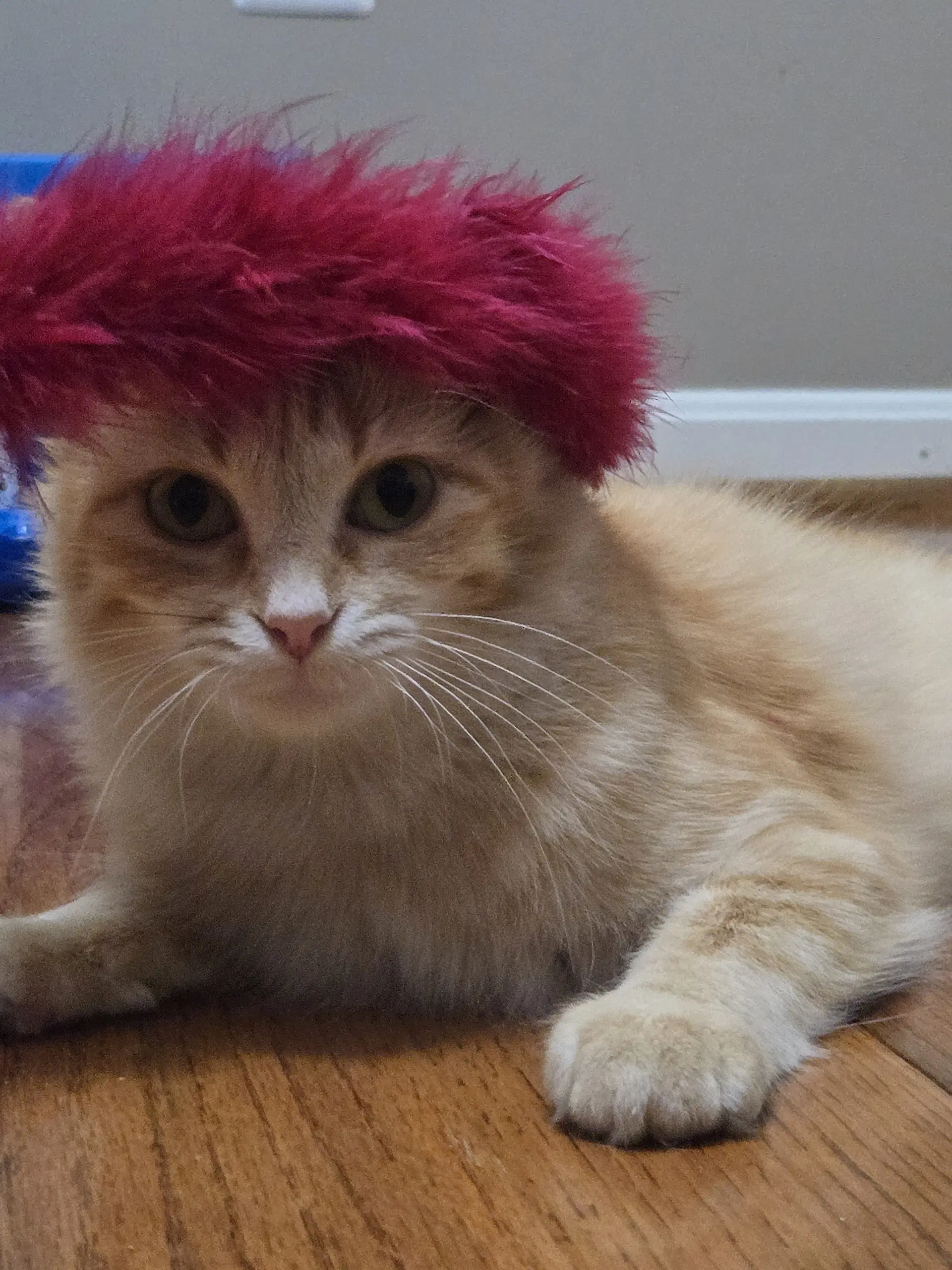 Jinx - Domestic Short Hair