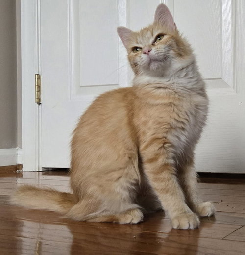 Photo 3 of Jinx - FIV+