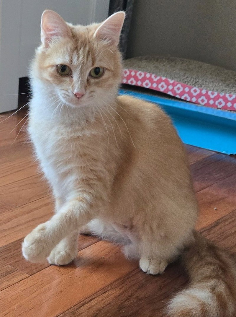 Jinx, a young female cat up for adoption