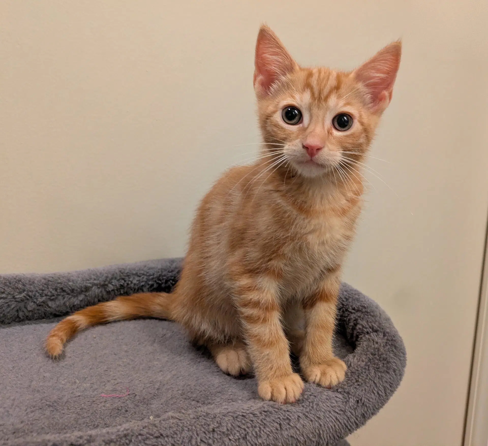 Giulia - Domestic Short Hair