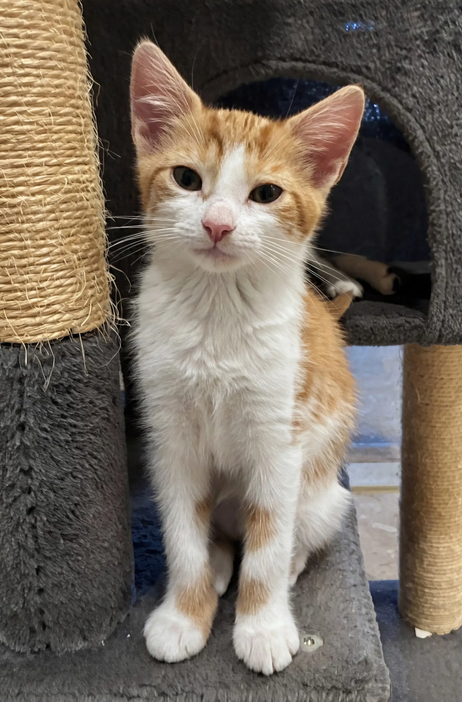 Gianna - Domestic Short Hair