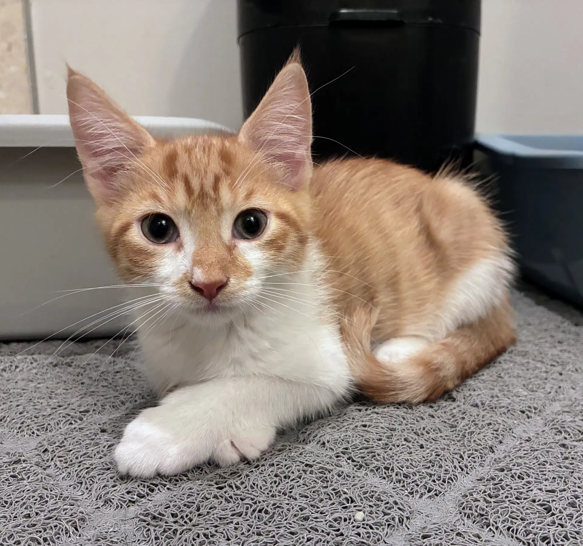 Giacomo - Domestic Short Hair