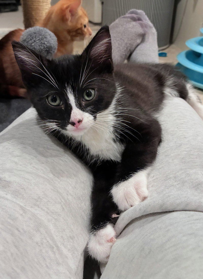 Giancarlo, a male kitten up for adoption