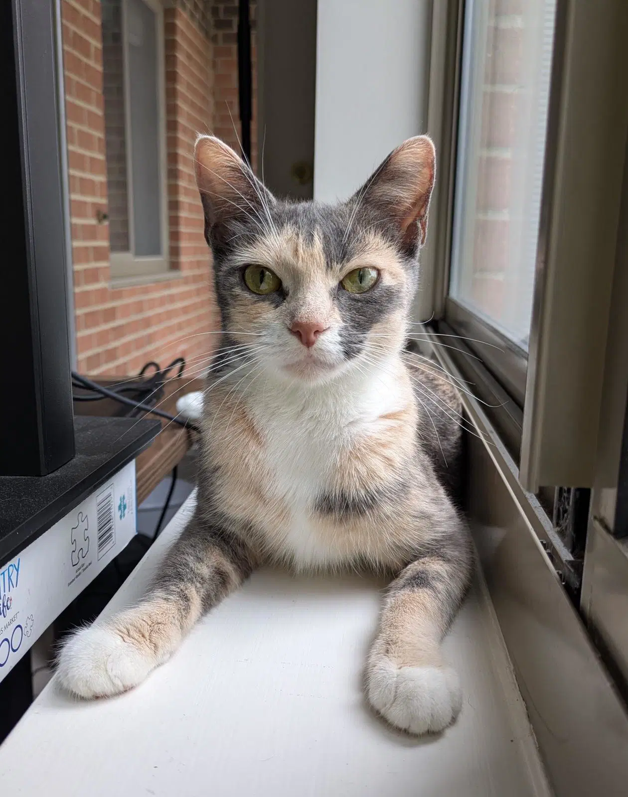 Giada - Domestic Short Hair