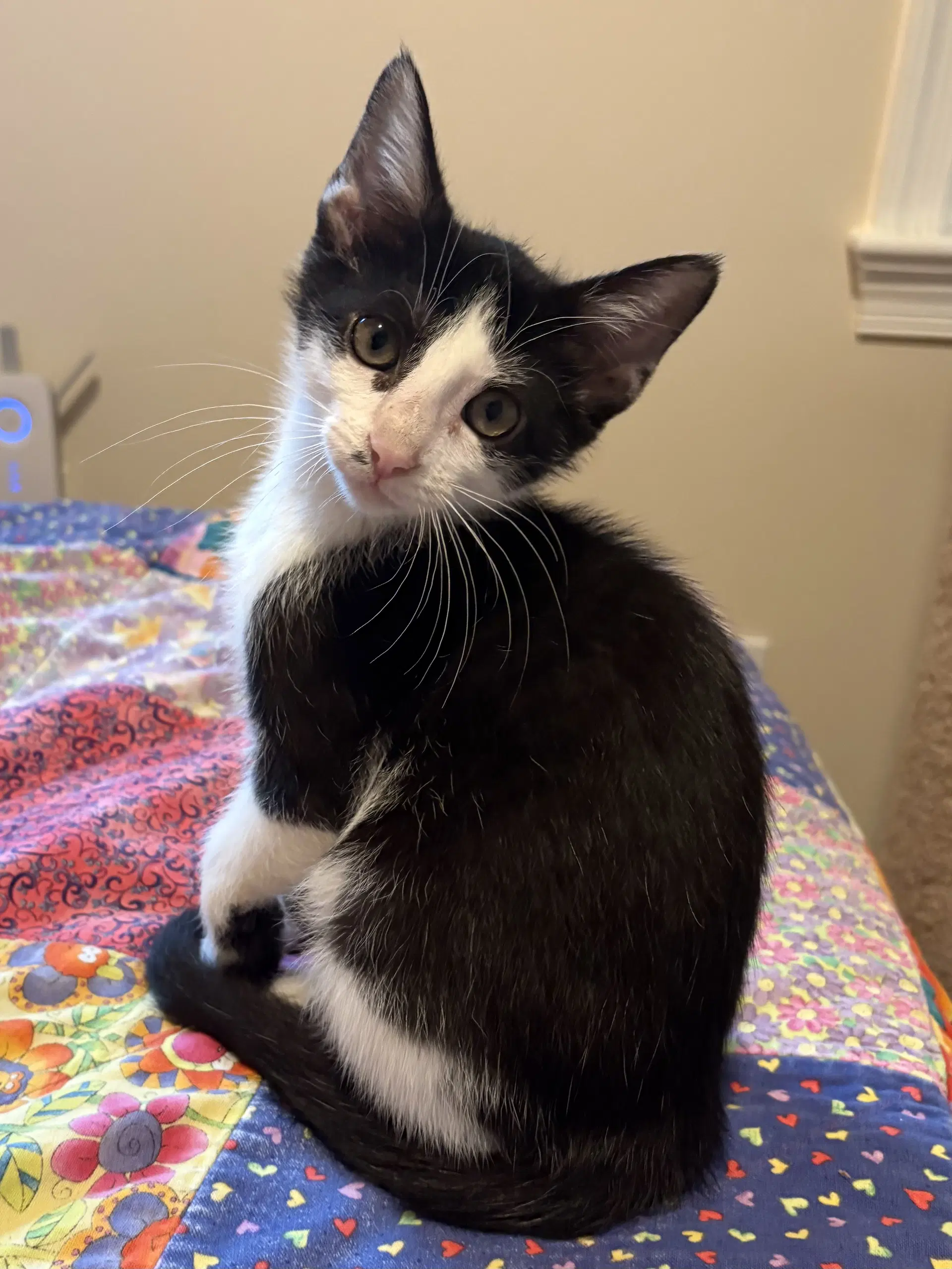 Lil' Jack - Domestic Short Hair