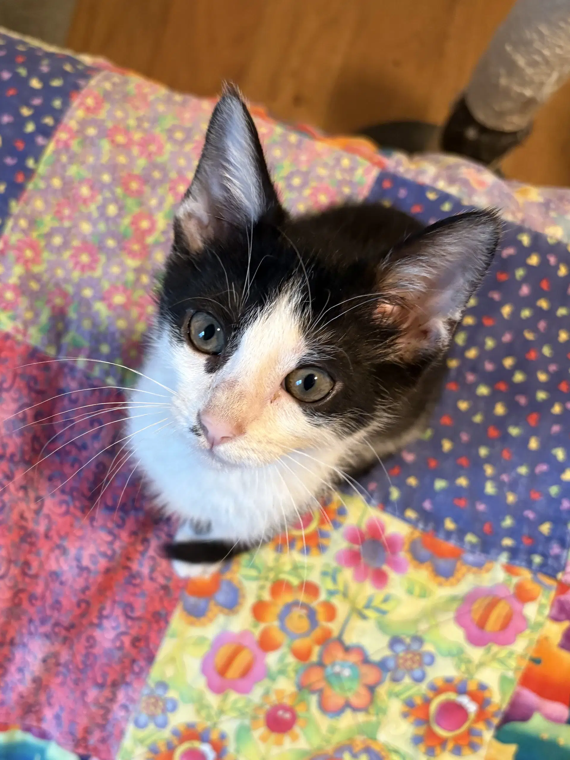 Lil' Jack image 2