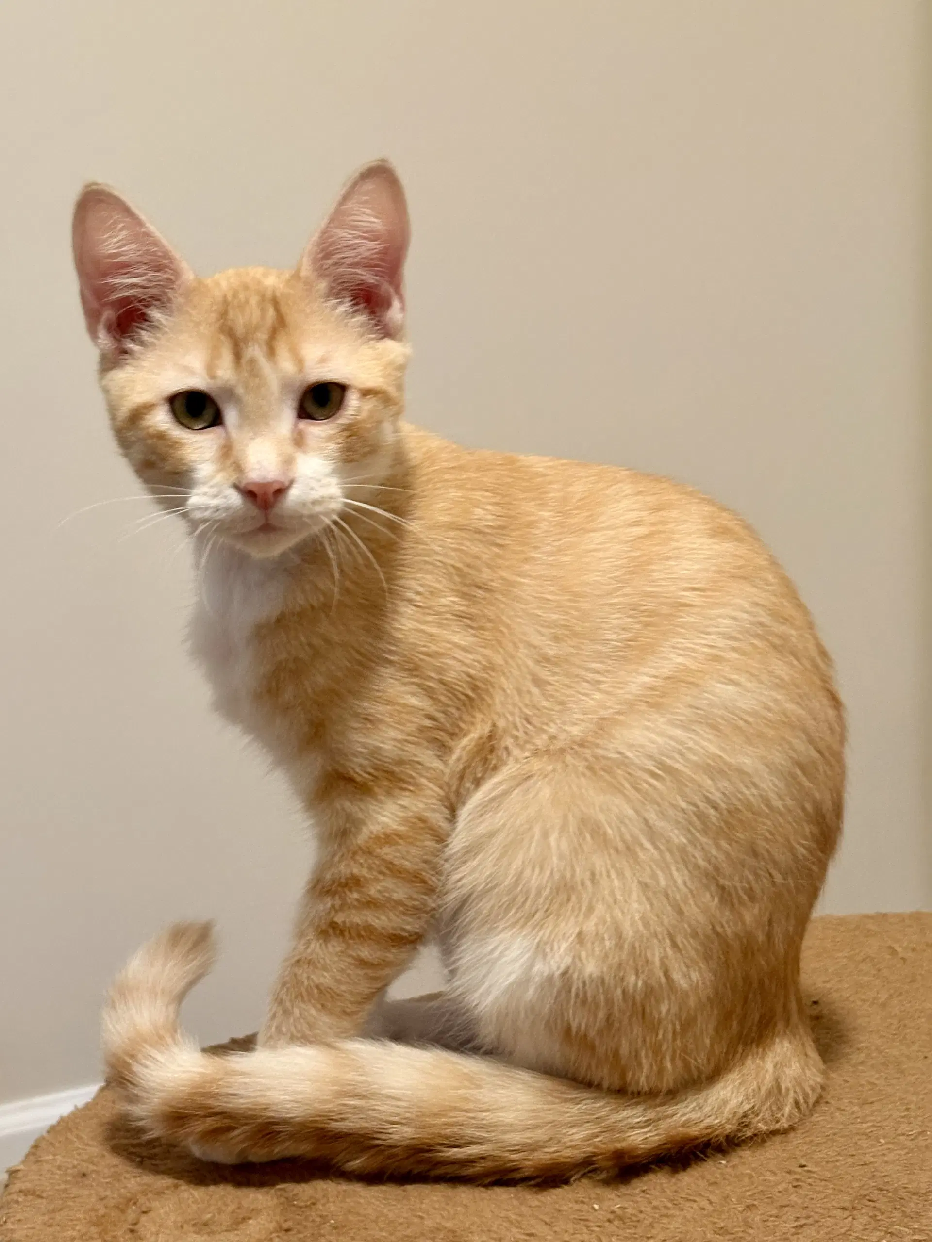 Nacho - Domestic Short Hair