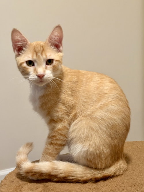 Nacho, a cat for adoption from The Feline Foundation of Greater Washington, Inc.