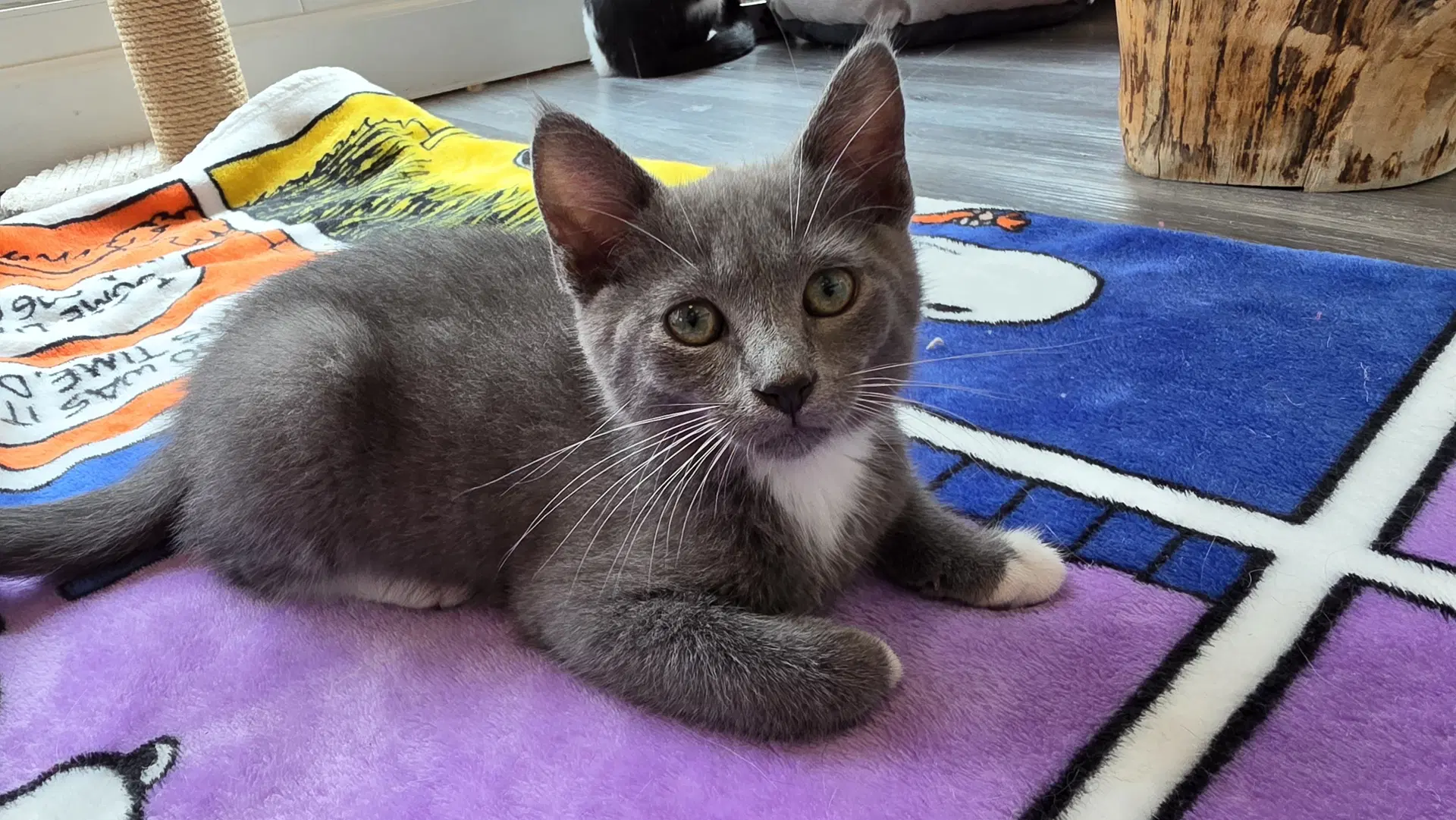 Princess - Domestic Short Hair