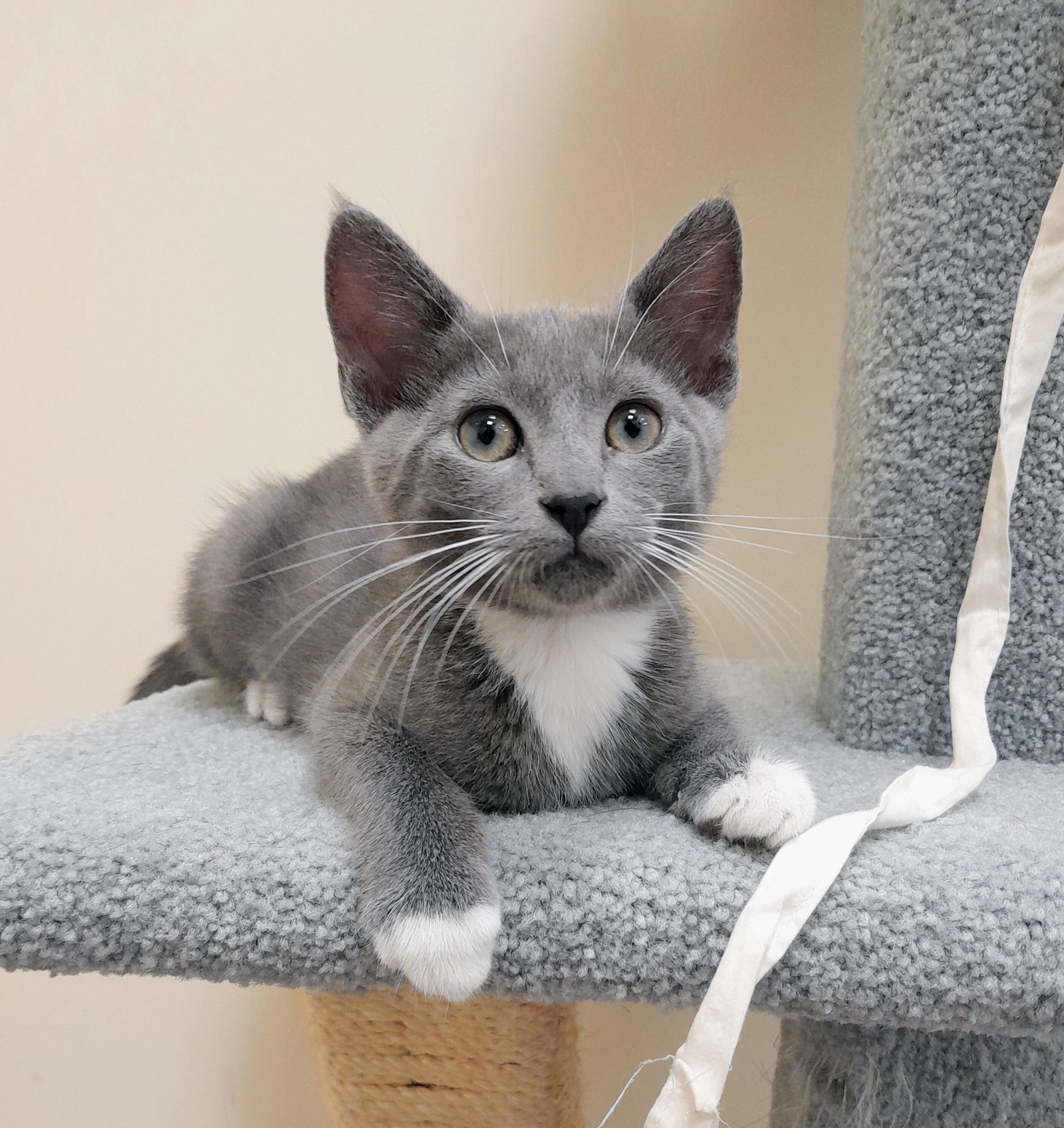 Princess, Domestic Short Hair