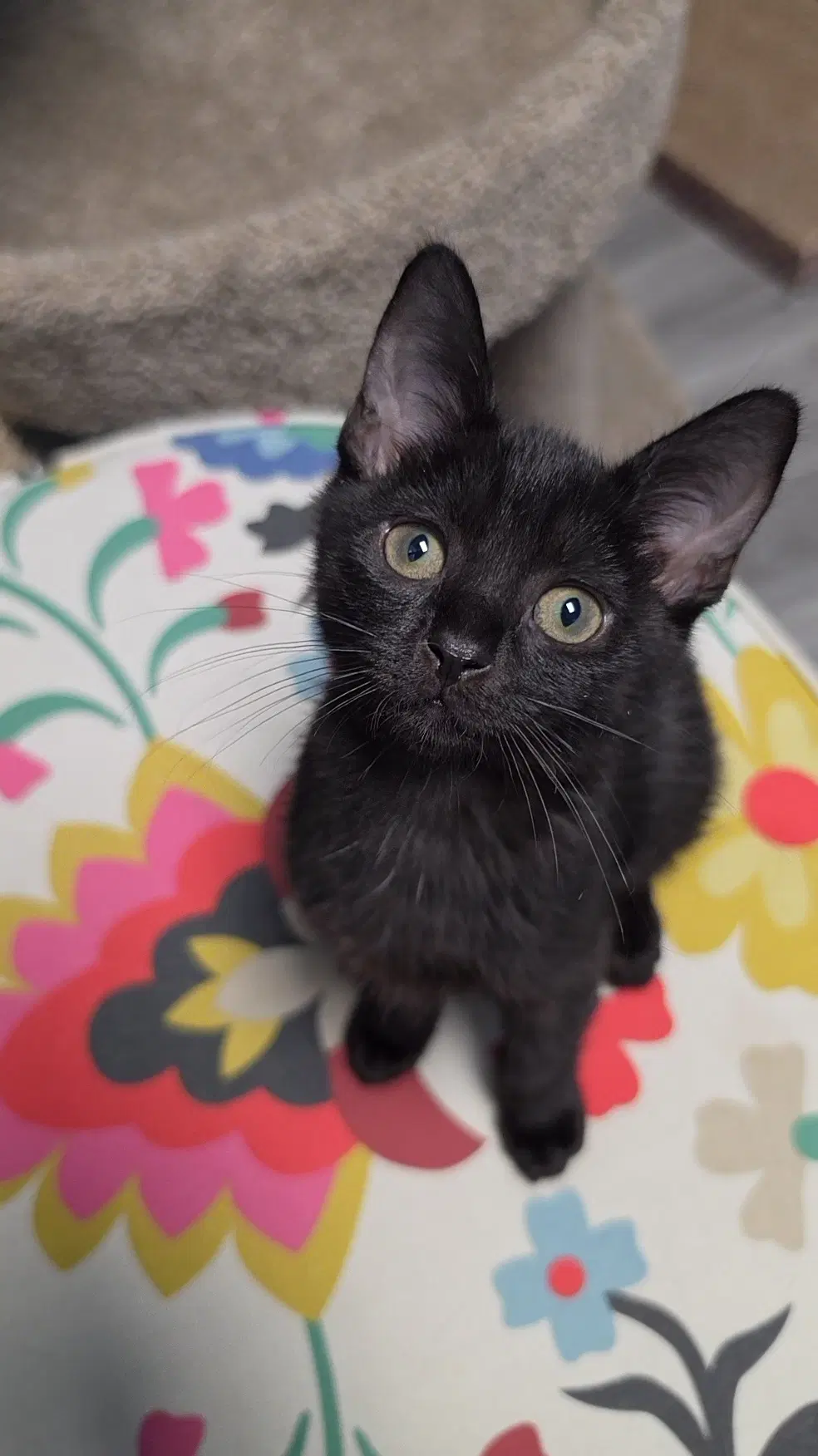 Luna - Domestic Short Hair