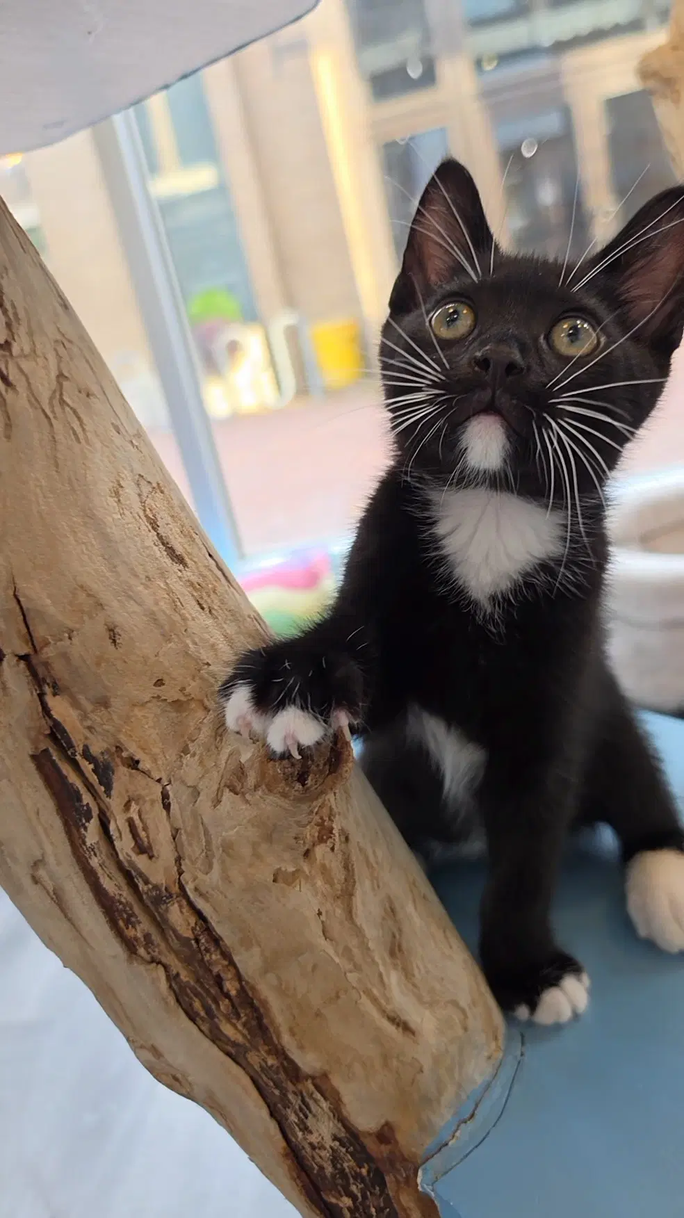 Pickles - Domestic Short Hair