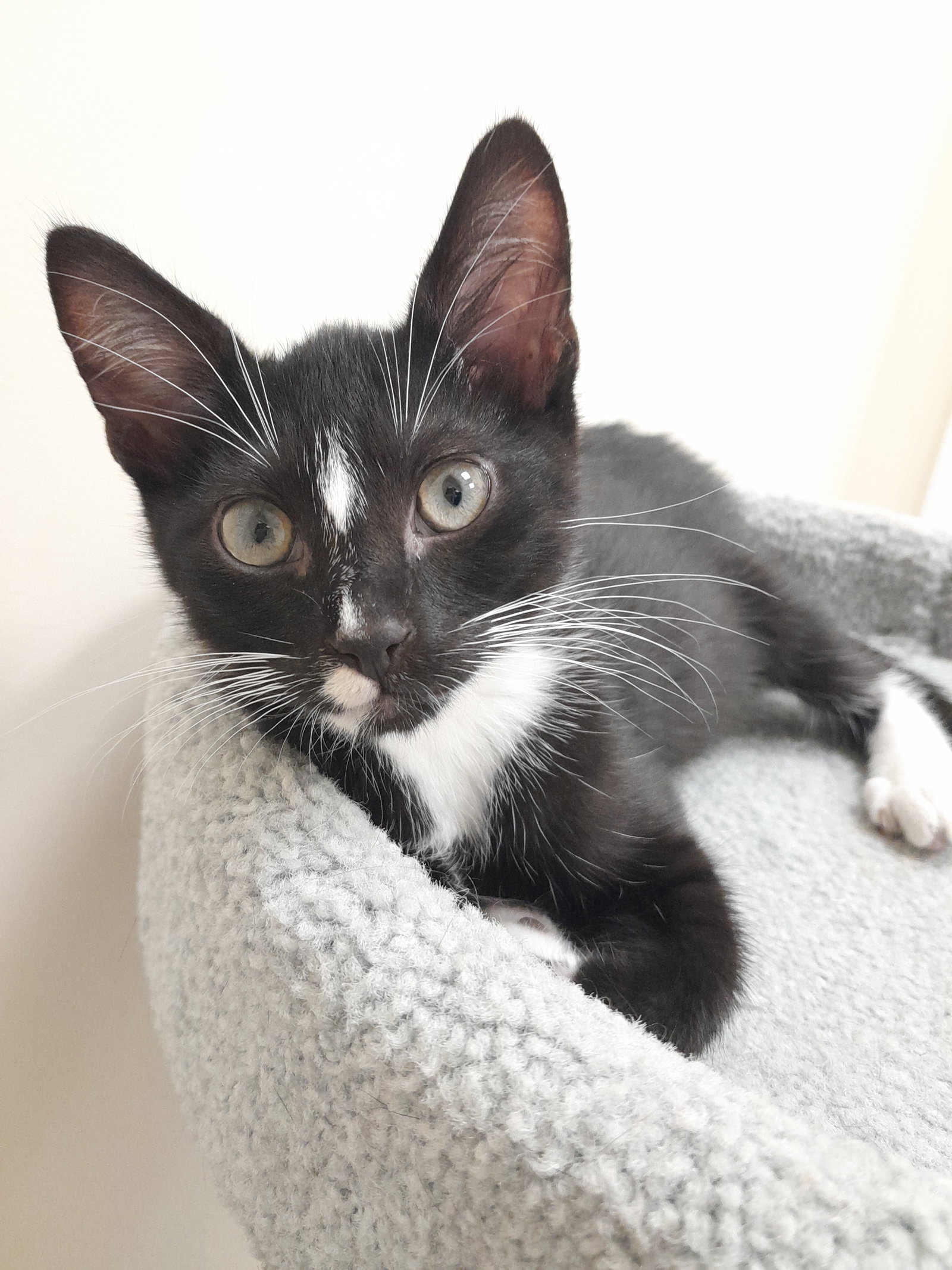Pickles, Domestic Short Hair
