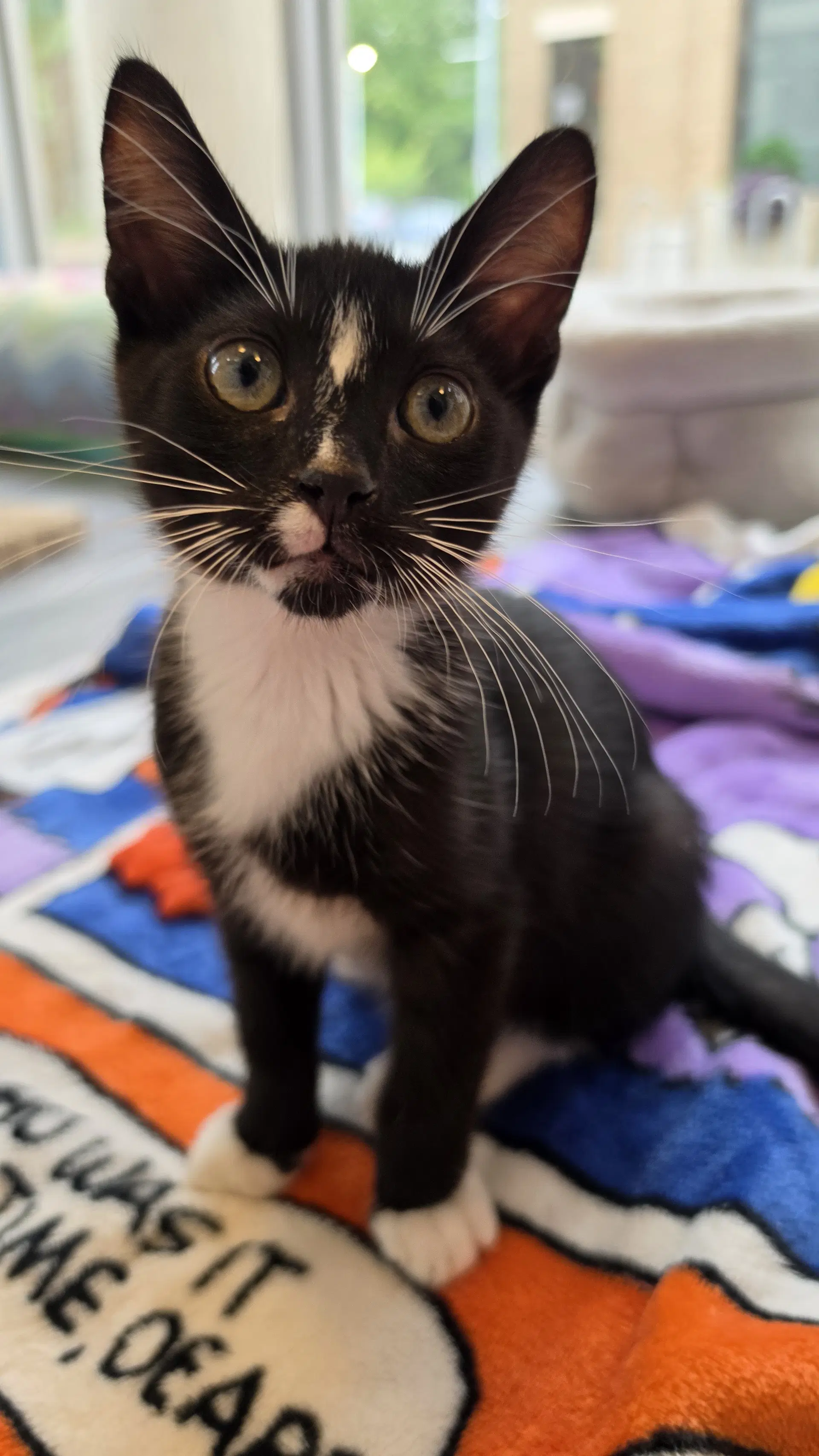 Socks - Domestic Short Hair