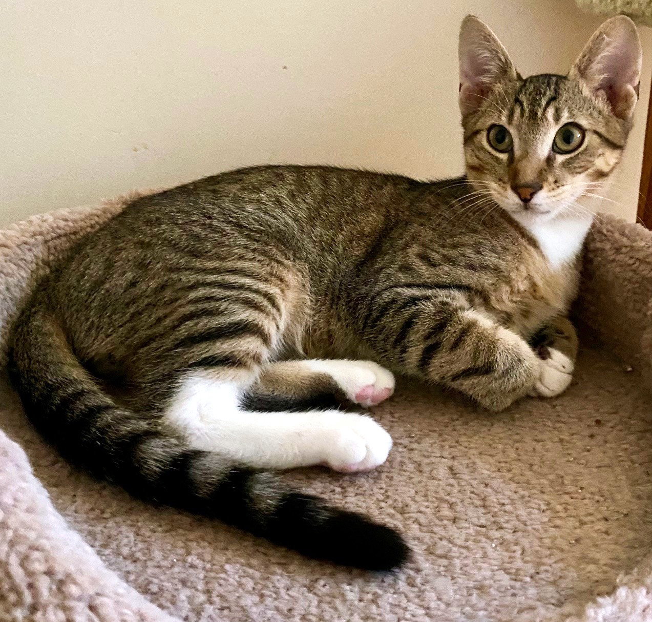 King, Domestic Short Hair