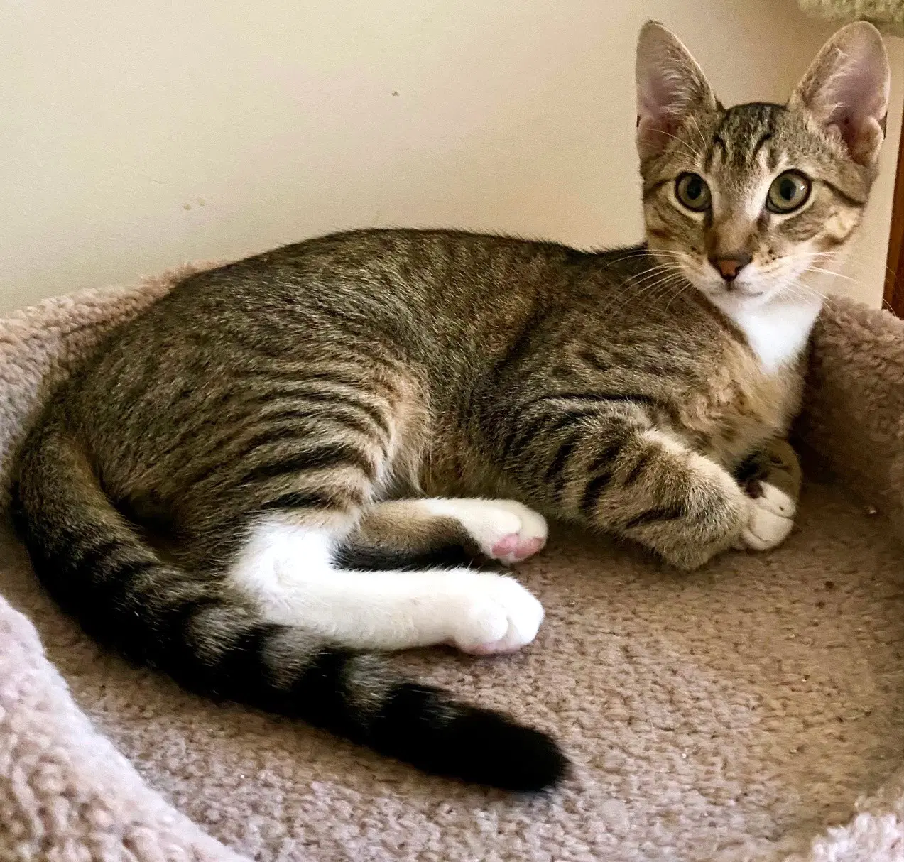 King - Domestic Short Hair