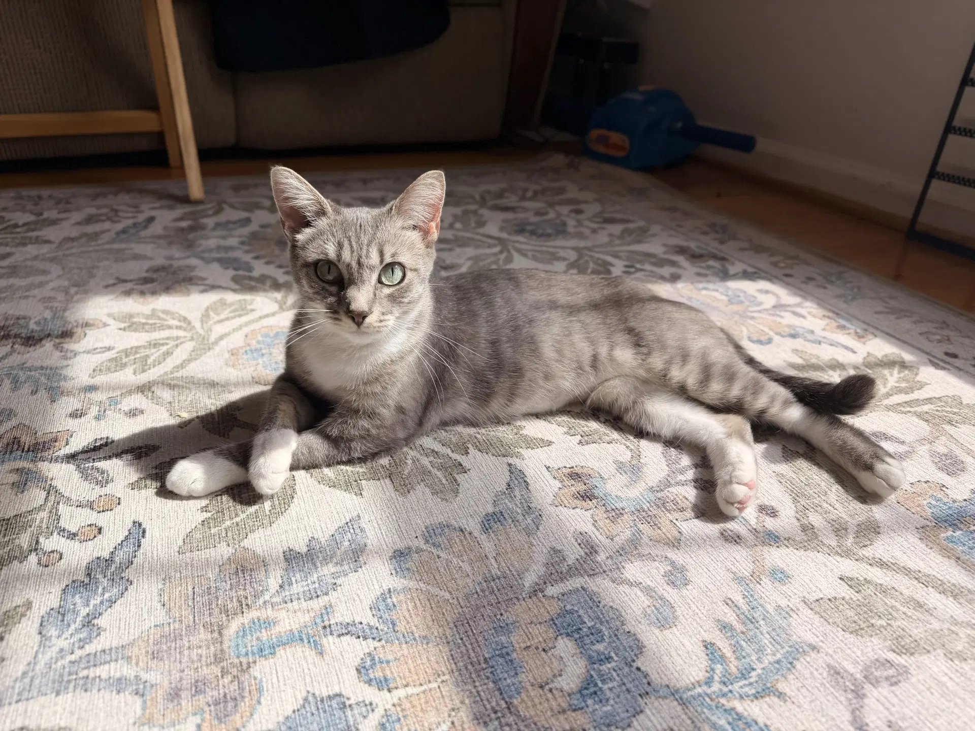 Riley - Domestic Short Hair