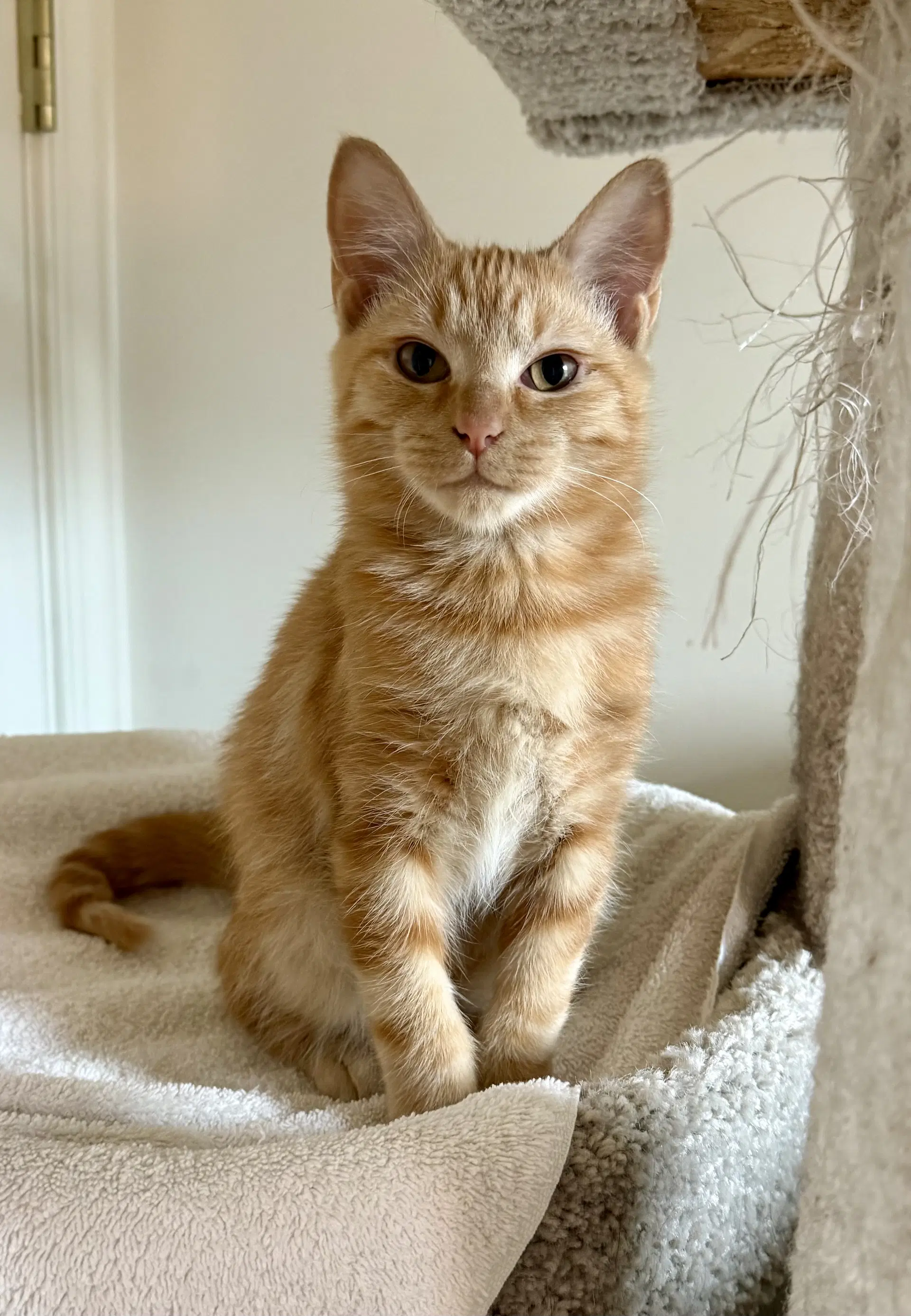 Pecan - Domestic Short Hair