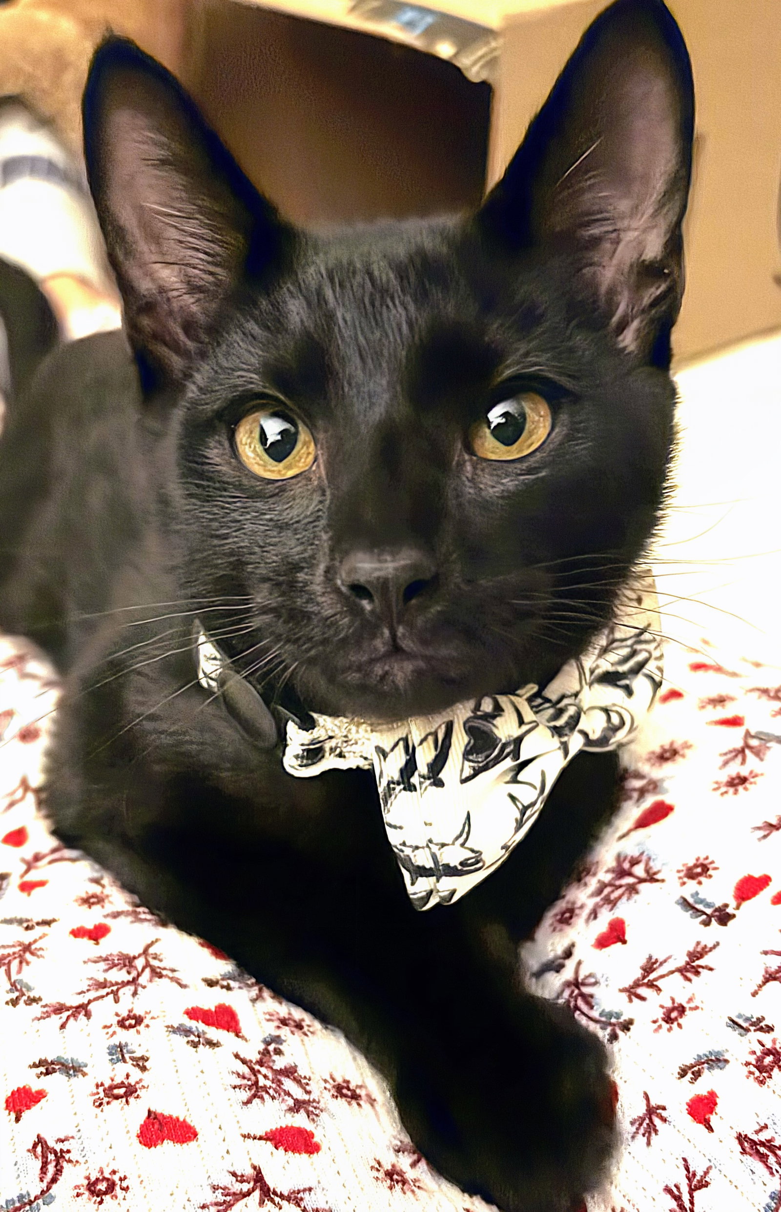 Jet