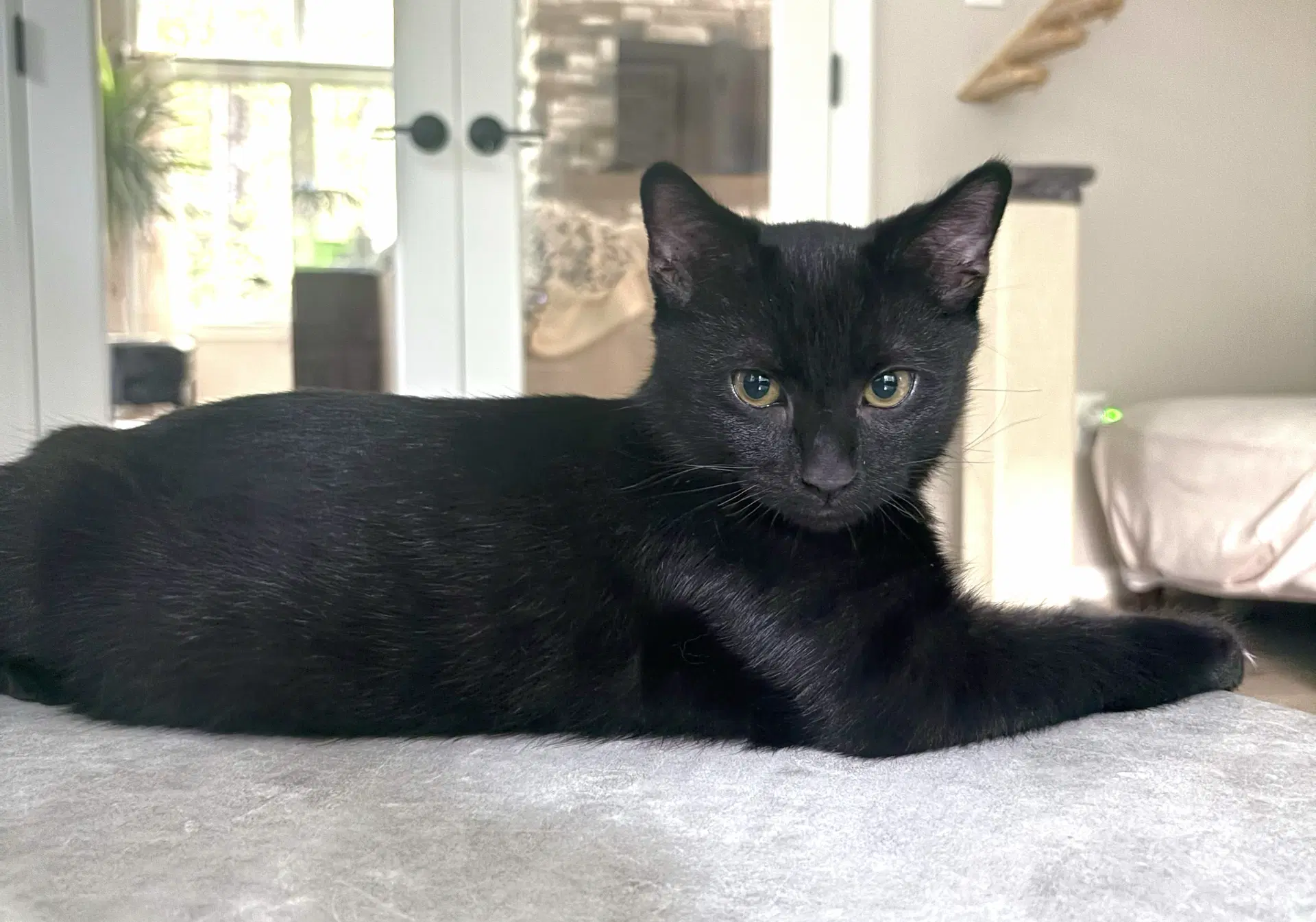 Nero - Domestic Short Hair