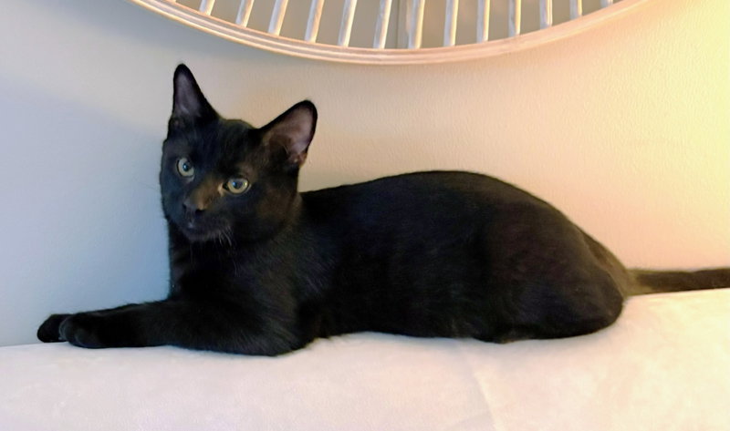 Nero, photo 3