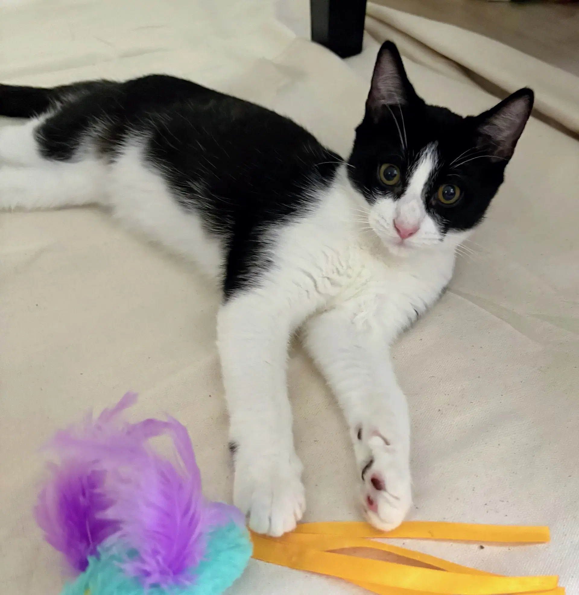 Obi - Domestic Short Hair