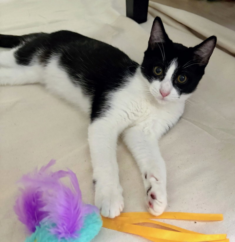 Obi, a male kitten up for adoption