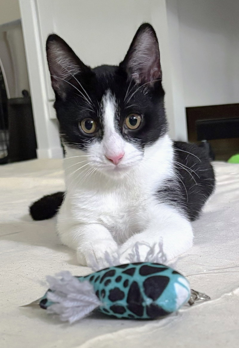 Obi, photo 2