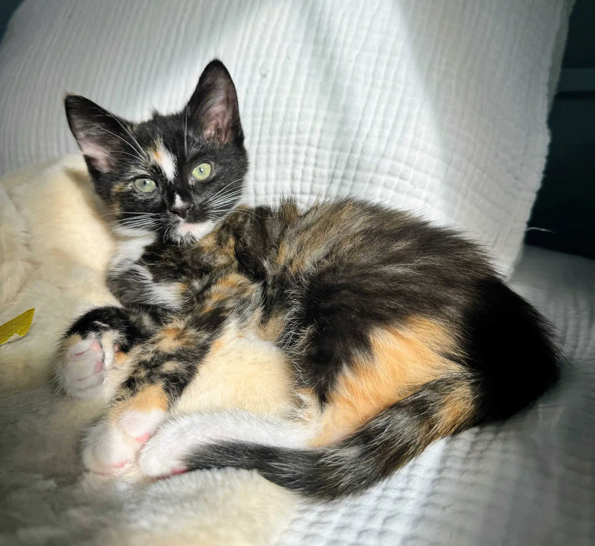Wisp - Domestic Short Hair