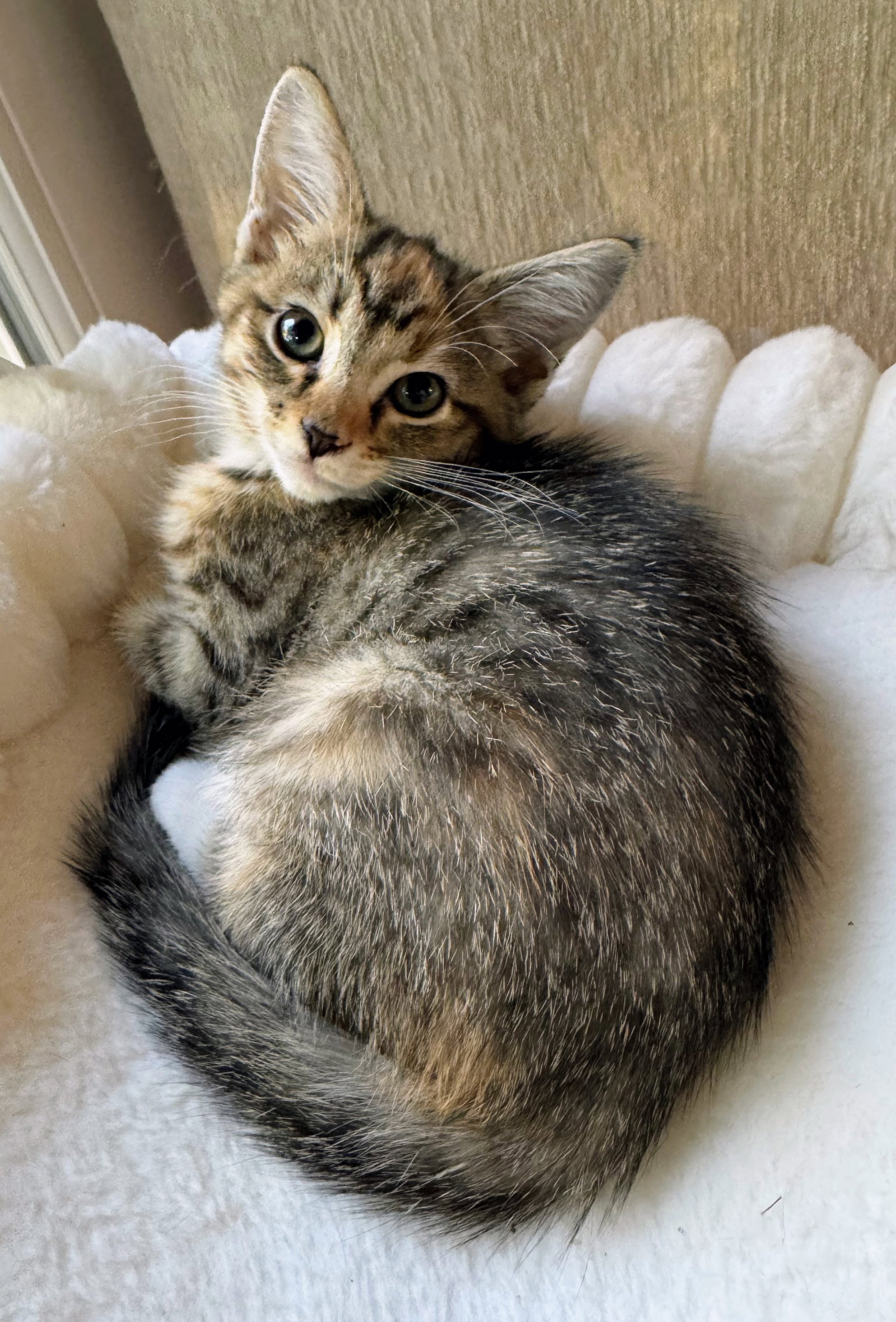 Willow