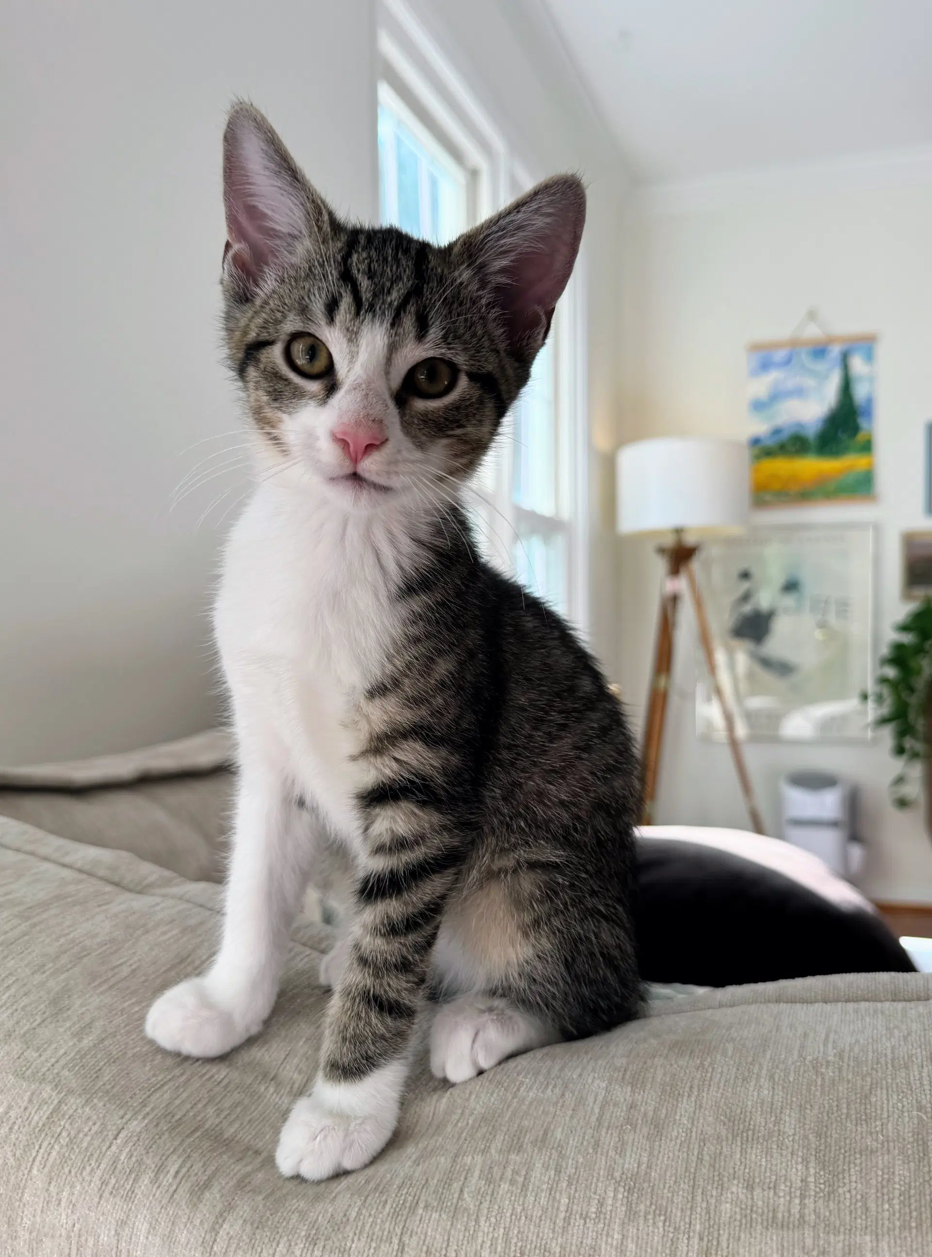Wily - Domestic Short Hair