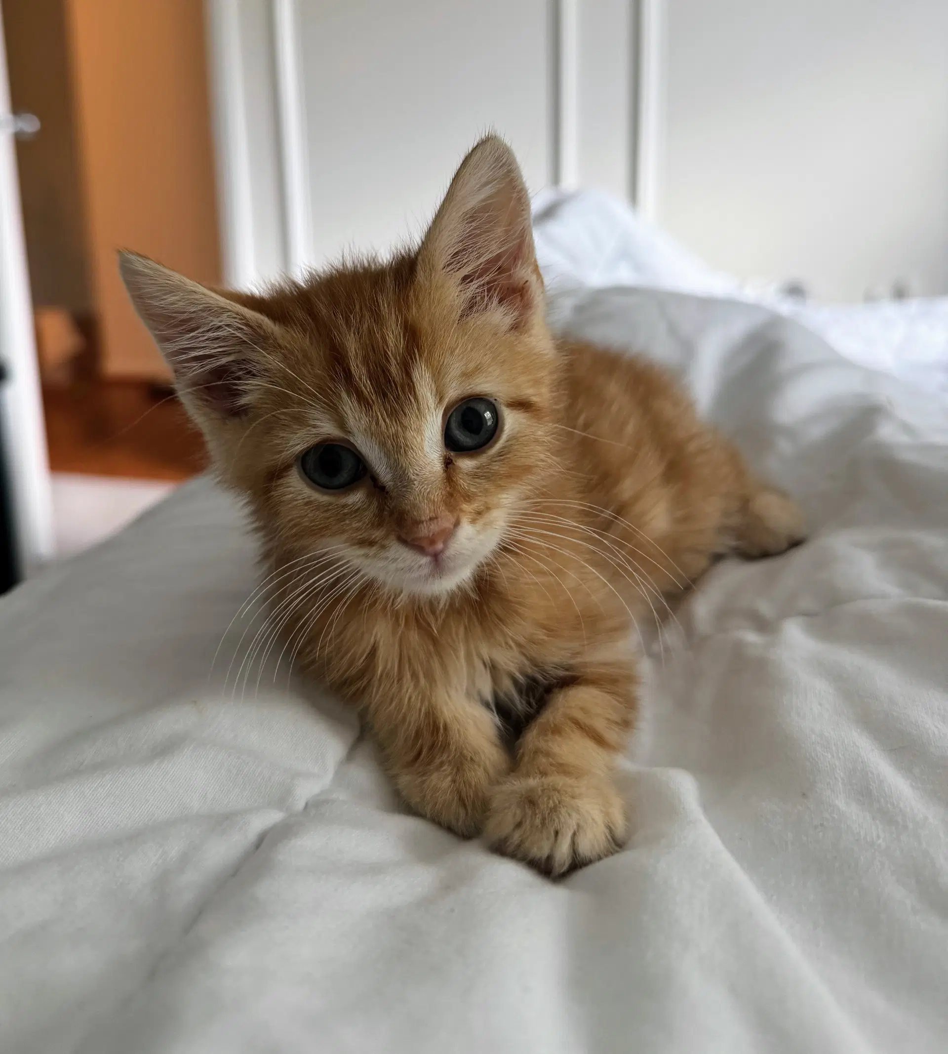 Rune - Domestic Short Hair