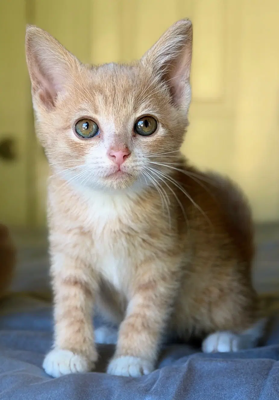 Merlin - Domestic Short Hair
