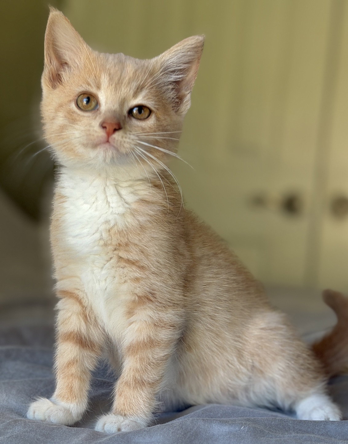 Zelda