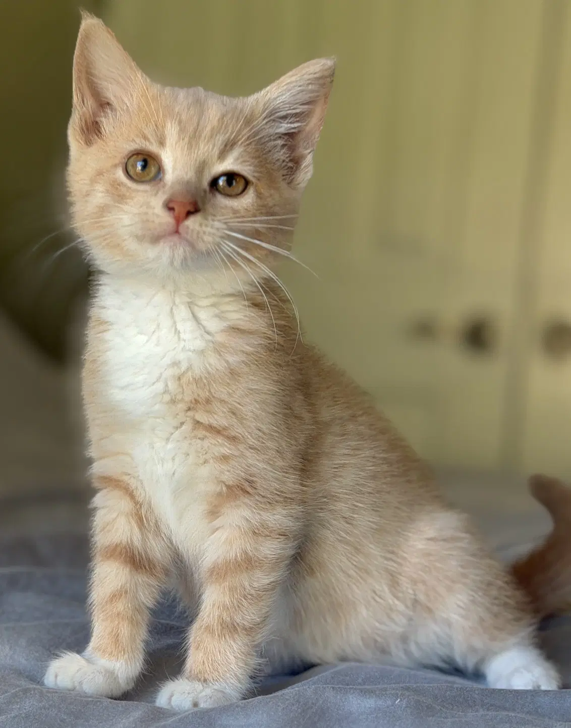 Zelda - Domestic Short Hair