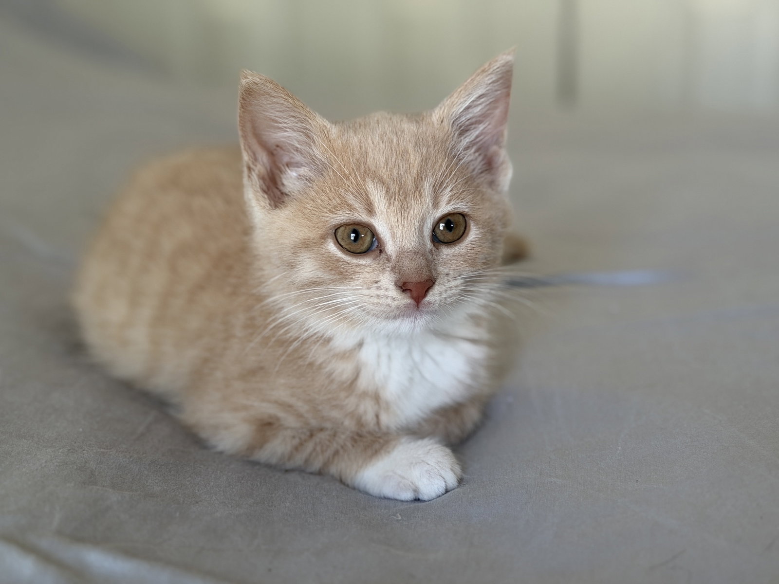 Zelda, photo 2