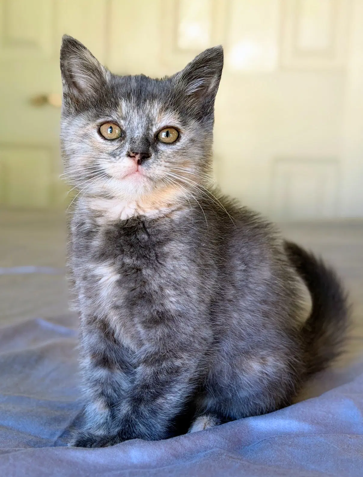 Marnie - Domestic Short Hair