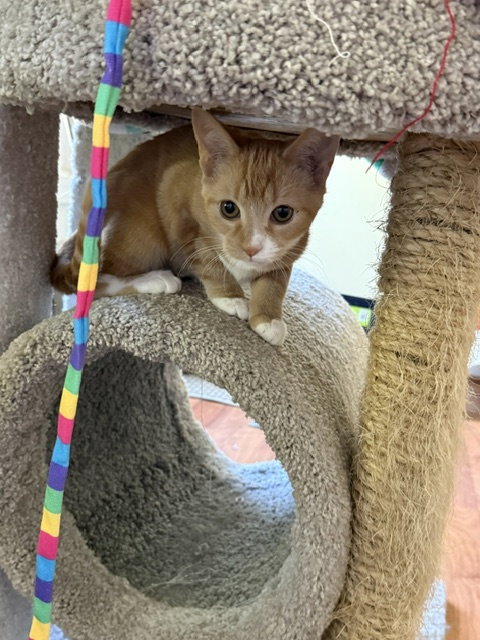 Maple, photo 4