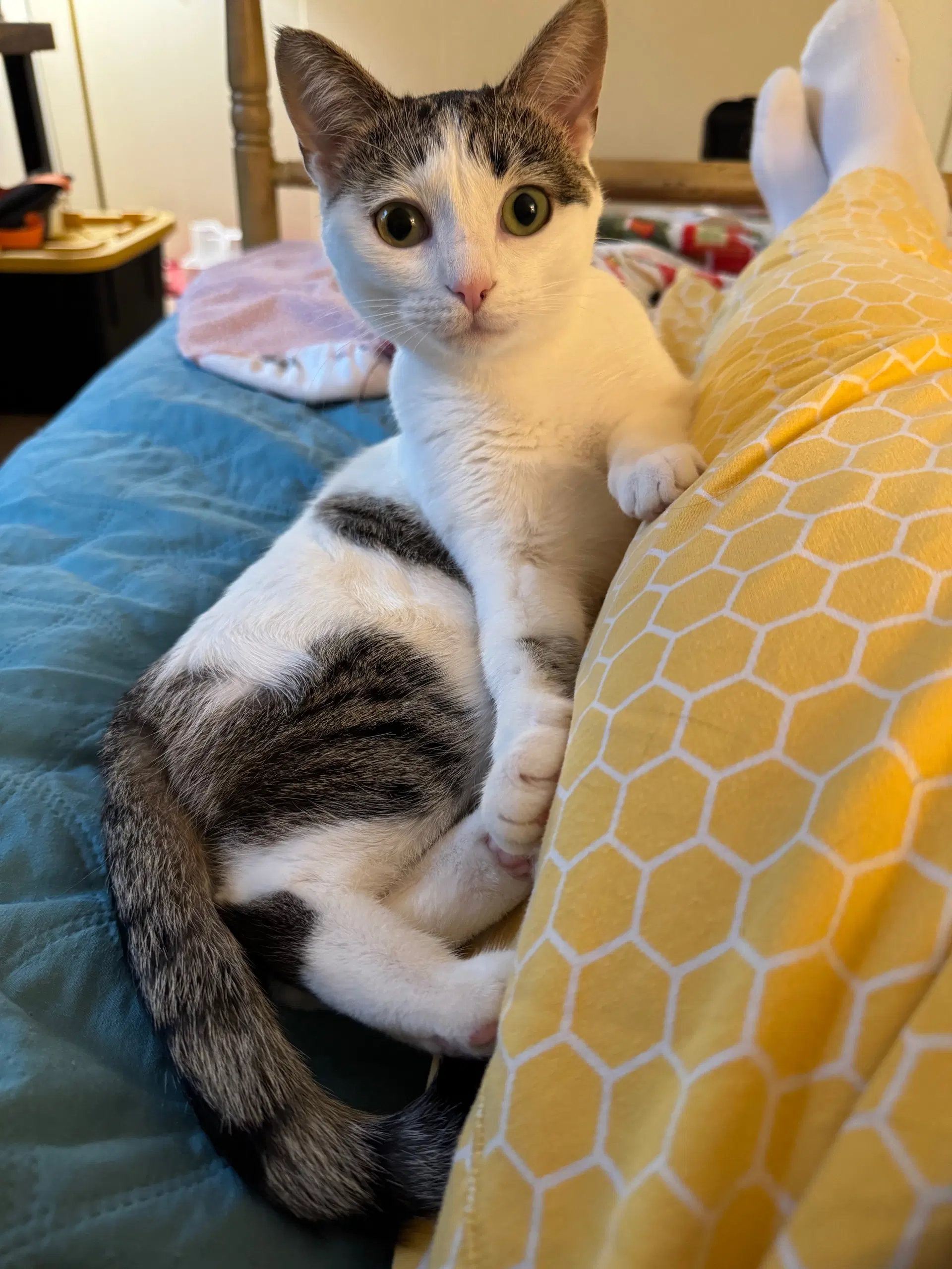 Destiny - Domestic Short Hair