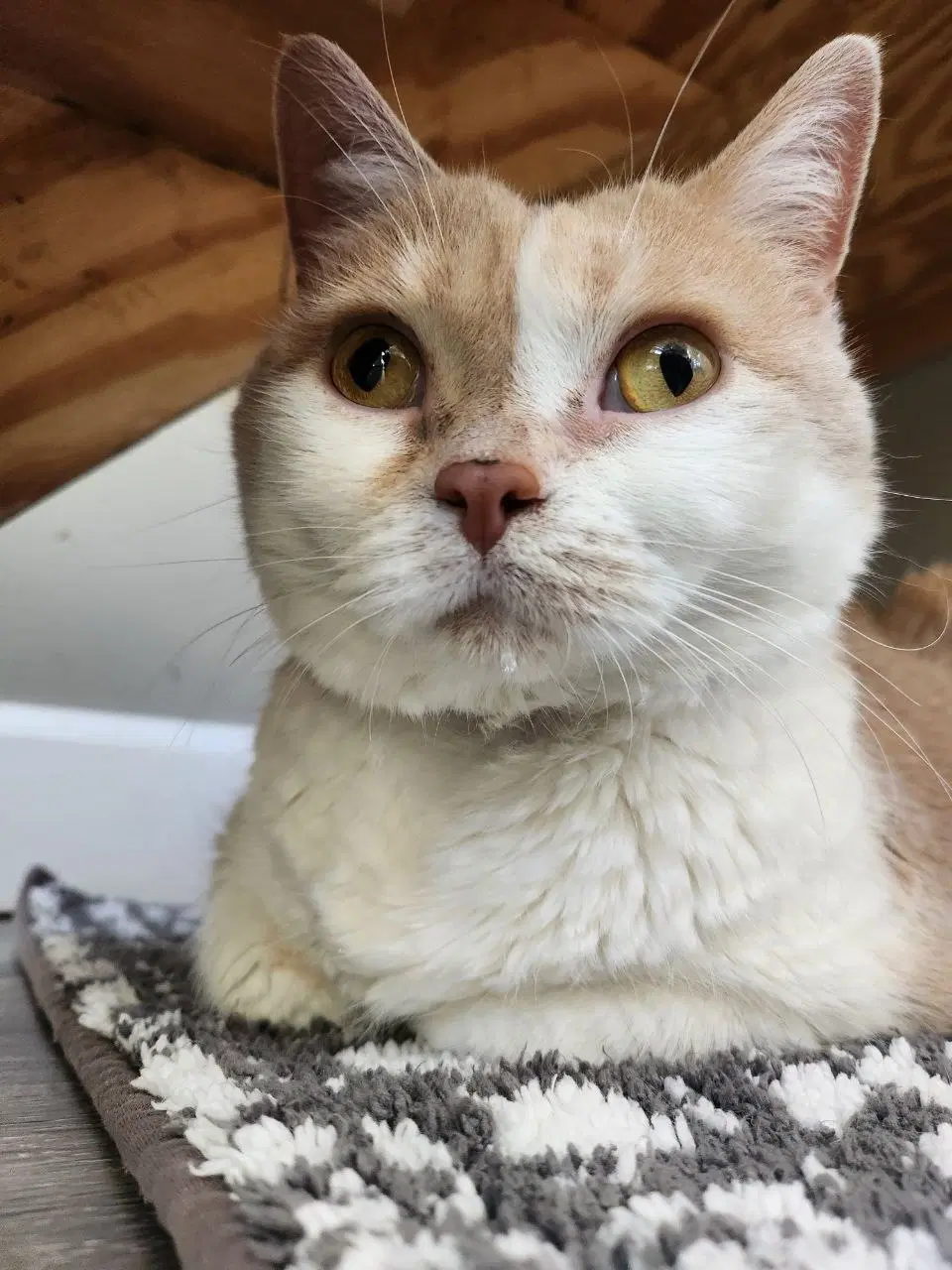 Darling - Domestic Short Hair