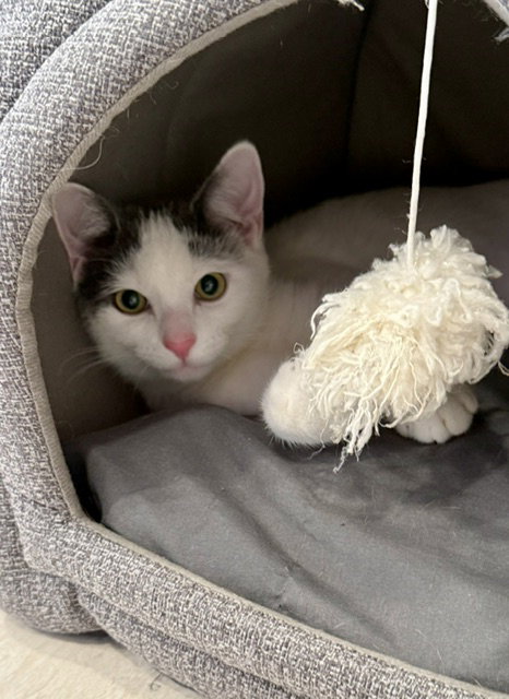 Timmy, photo 3