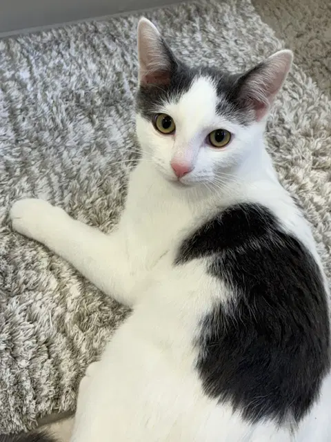 Timmy - Domestic Short Hair