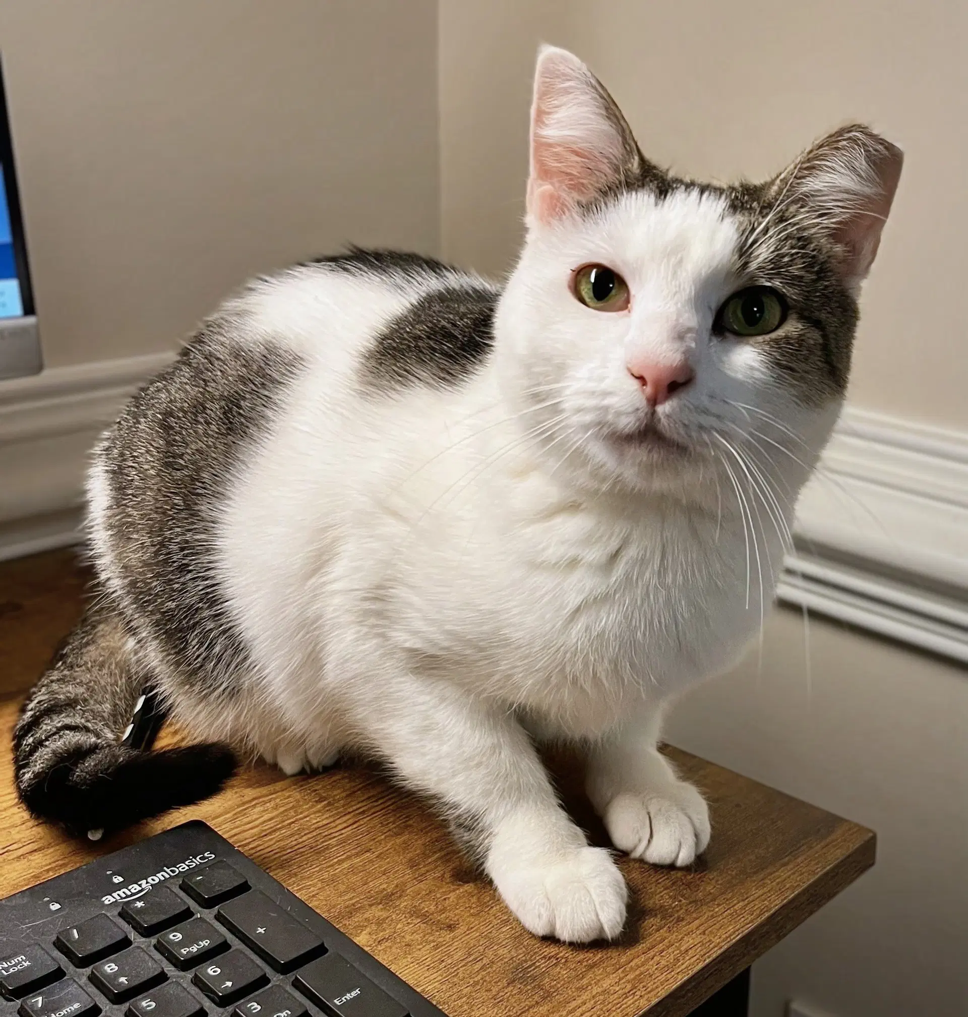 Louisa - Domestic Short Hair