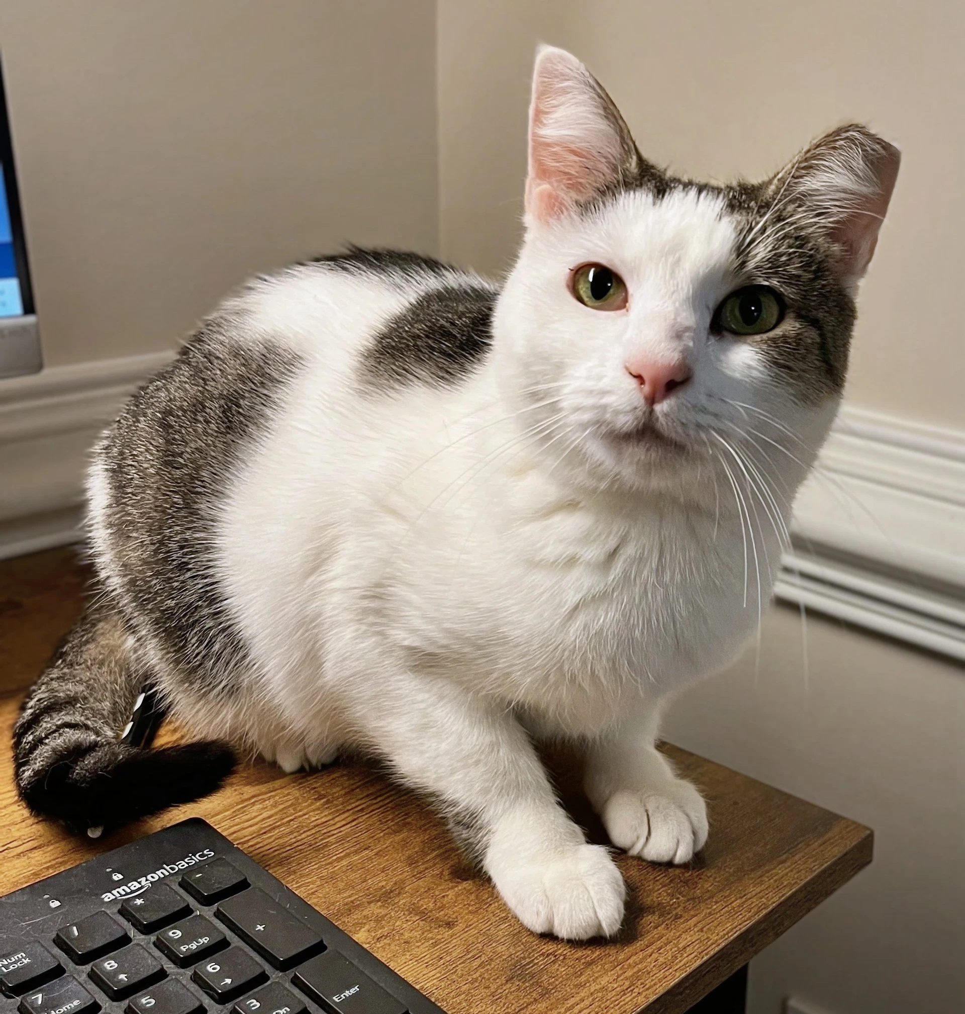 Louisa