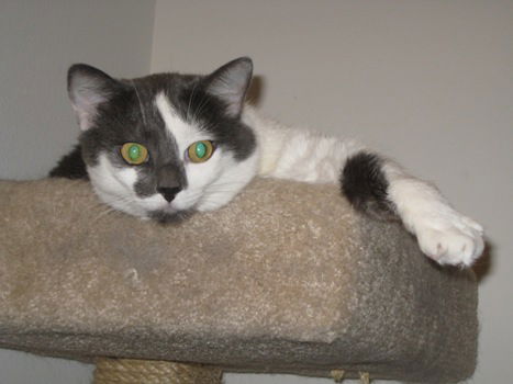 Sox