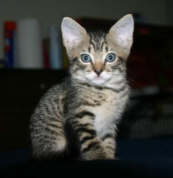 Shiloh