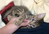 Shiloh