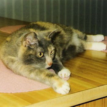 molly